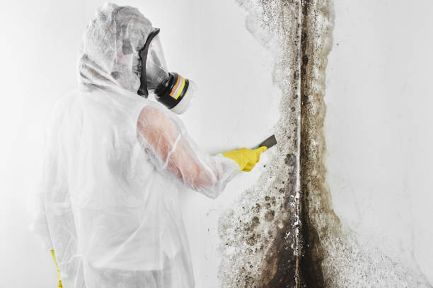 Best Post-Remediation Services in Fiskdale, MA