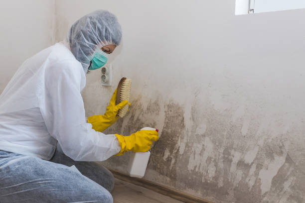 Best Post-Flood Mold Remediation in Fiskdale, MA