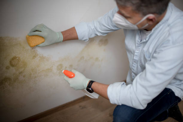 Best Localized Mold Remediation (e.g., coastal areas, humid climates) in Fiskdale, MA