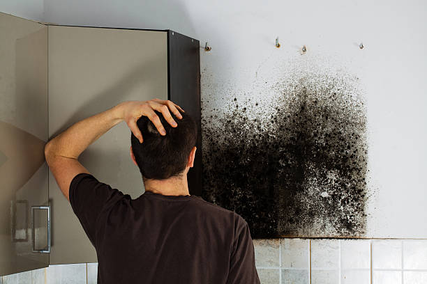 Best Health and Safety Mold Remediation in Fiskdale, MA