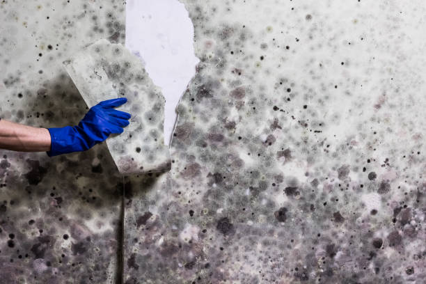 Best Localized Mold Remediation (e.g., coastal areas, humid climates) in Fiskdale, MA