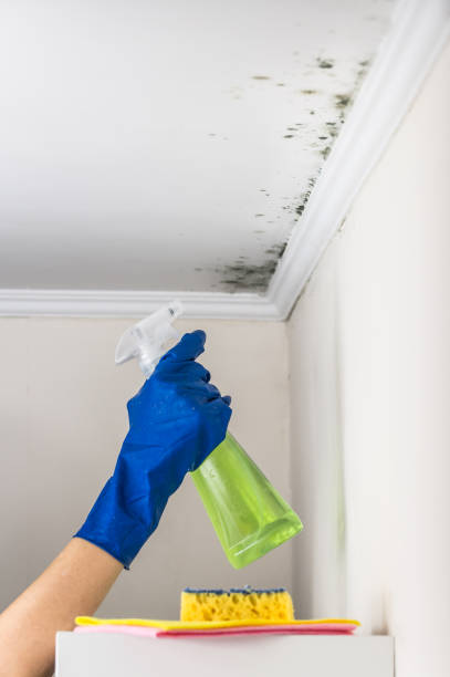 Best Residential Mold Remediation in Fiskdale, MA